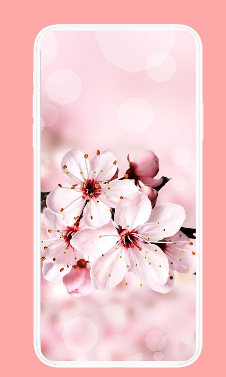 Download Cherry Blossom Wallpaper  APK