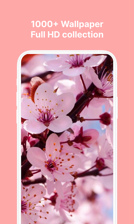 Download Cherry Blossom Wallpaper  APK