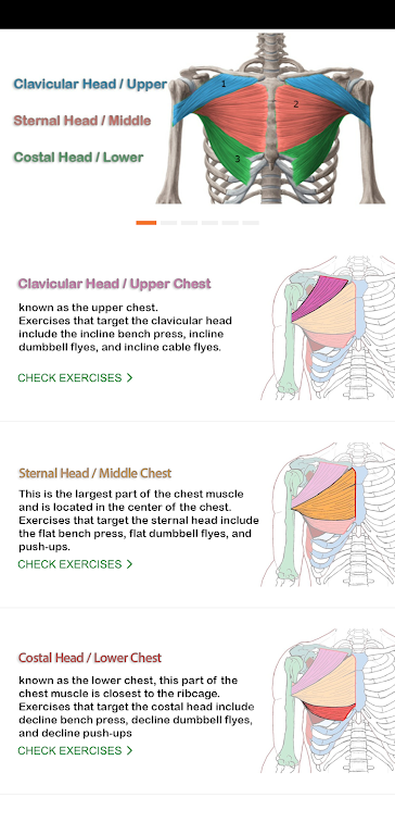 Download Chest Workout / Chest Anatomy  APK