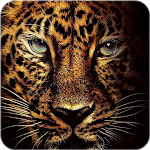 Download Jaguar Wallpaper  APK