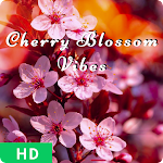 Download Cherry Blossom Wallpaper  APK