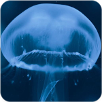 Download Jelly Fish Wallpaper  APK