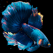 Betta Fish Mod APK 1.2 [Unlocked]