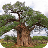 eTrees of Southern AfricaMod  Apk v1.1.0(Paid for free)