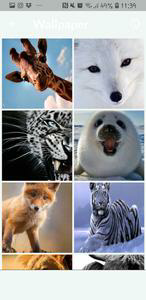 Animales HD Fondo de Pantalla