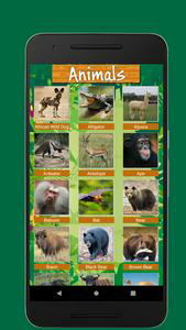 Birds & Animal Sounds