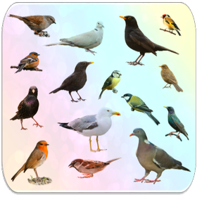 Birds Encyclopedia