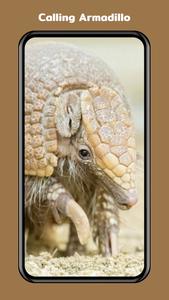 Armadillo Calling