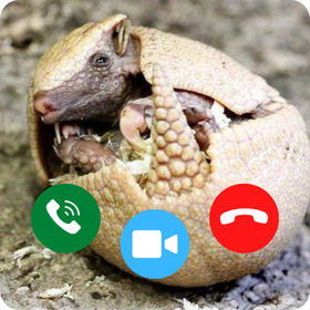 Armadillo Calling