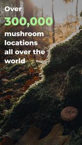 Mushroom Spot