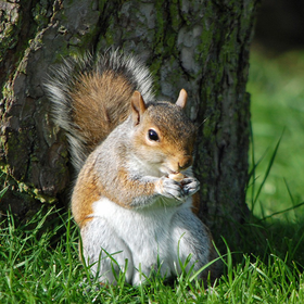 Squirrel rodent wallpaper