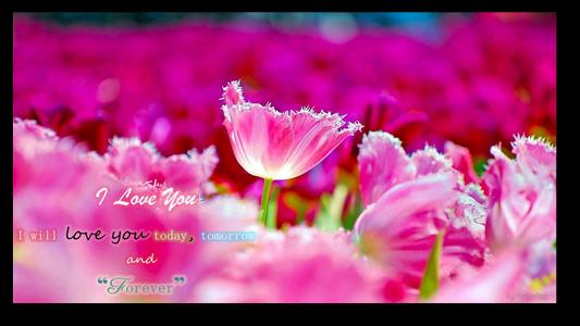 Love and Romance Wishes Quotes