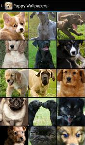 Puppy Wallpapers