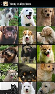 Puppy Wallpapers