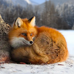 The Fox Mod APK 1.1.2 [Unlimited money]