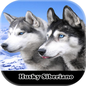 Siberian Husky figurines