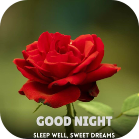 good night roses