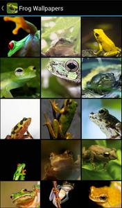 Frog Wallpapers