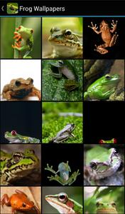 Frog Wallpapers