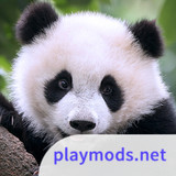 The PandaMod  Apk v1.1.1(Unlimited Resources)