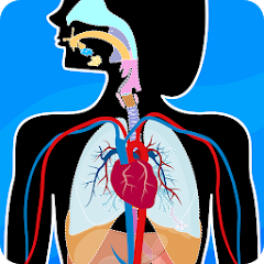 Human Anatomy - Body parts