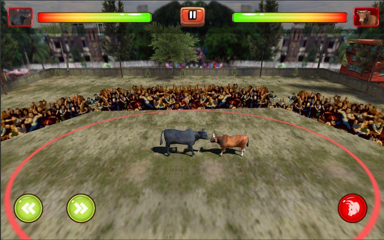 Bull Fight