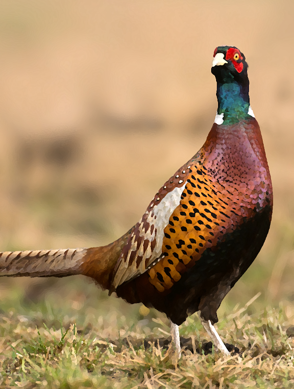 Pheasant sounds